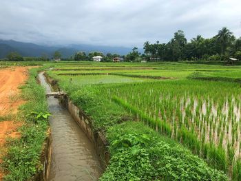 Scenic view of rice field against sky