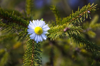 Close-up of flowers blooming outdoors