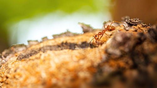 Close-up of ant on rock