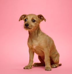 Close-up of a dog over pink background