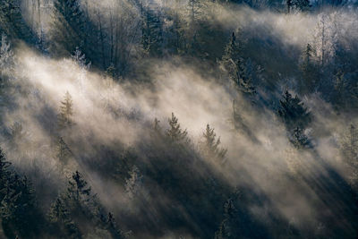 Light rays captured in fog between trees in autumn, hallein, austria