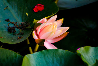 Close-up of lotus water lily in lake