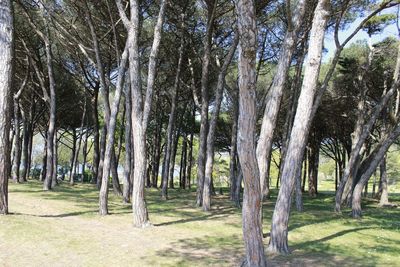 Trees in forest