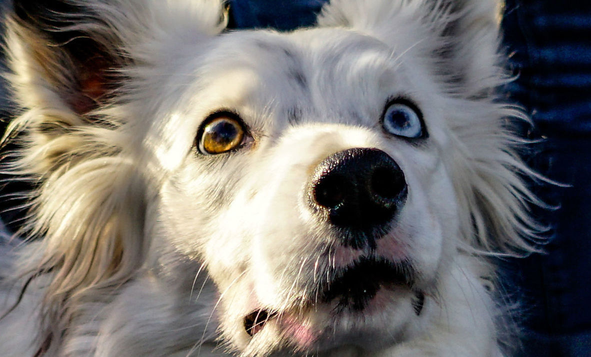 CLOSE-UP PORTRAIT OF PUG