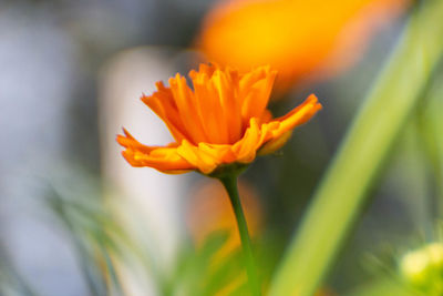 Close-up of orange flower