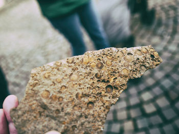 Close-up of hand holding leaf