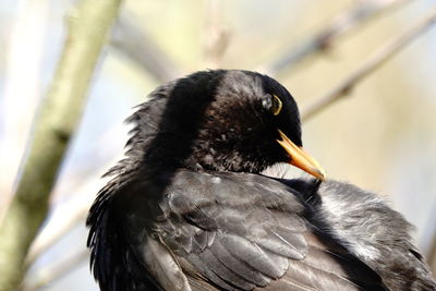 Close-up of bird perching outdoors