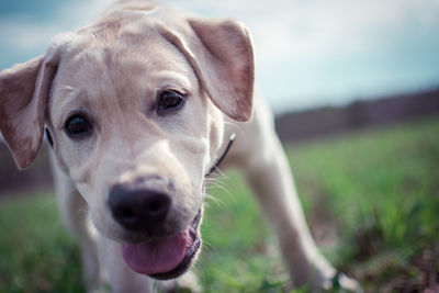 Close-up portrait of a dog