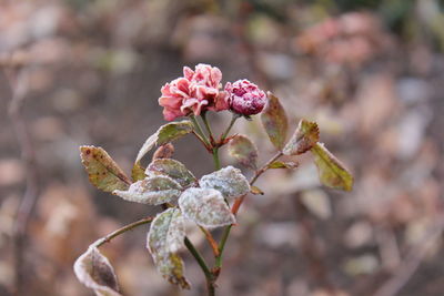 Close-up of flower against blurred background