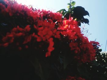 Close-up of red flowers blooming outdoors