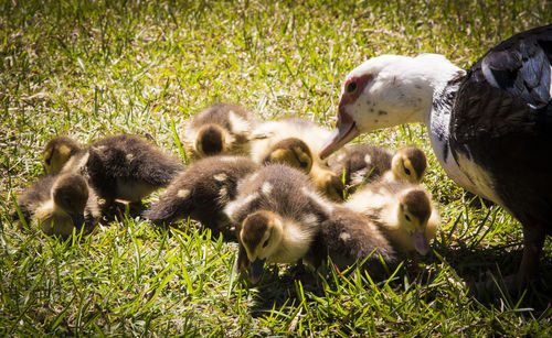 Ducklings in grass