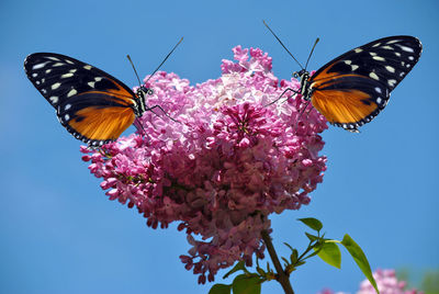 Syringa vulgaris with a heliconius hecate butterfly