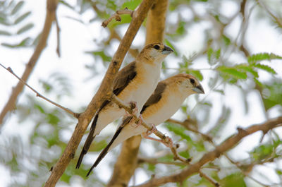 Low angle view of bird perching on branch