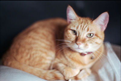 Close-up portrait of cat sitting