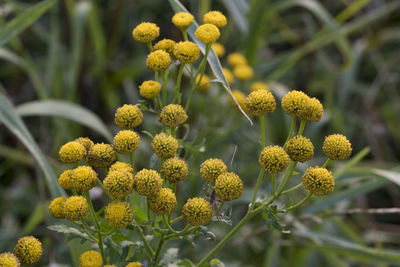 Close-up of yellow flowering plant