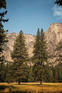 Trees in forest against clear sky