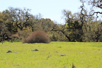 Scenic view of trees on field against sky
