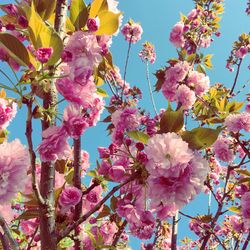 Low angle view of pink flowers blooming on tree