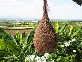 Close-up of fresh plants on land against sky