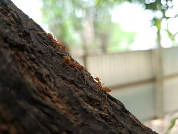 Close-up of insect on tree trunk