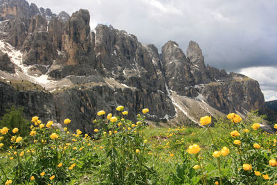 Yellow flowering plants on field against mountains