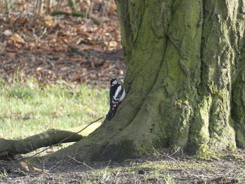 Bird perching on a tree