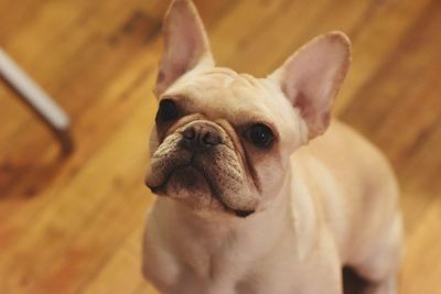 Close-up portrait of dog