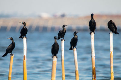 Seagulls perching on wooden post