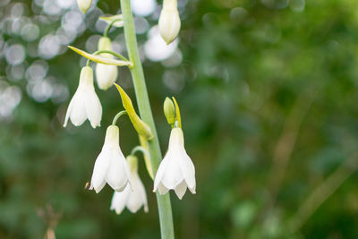 Close-up of white flowers blooming outdoors