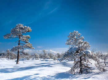 Trees on snow covered landscape against blue sky