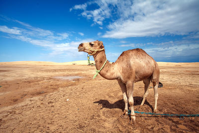 View of a horse on desert