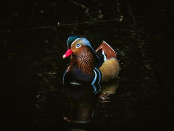 View of a duck in lake