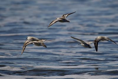 Bird flying over sea