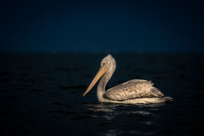 Pelican on lake