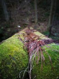 Close-up of lizard in forest