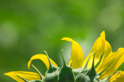 Close-up of sunflower in farm