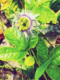 Close-up of purple flowering plant