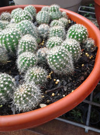 High angle view of potted cactus plants
