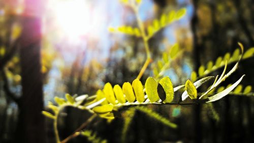 Close up of yellow flower