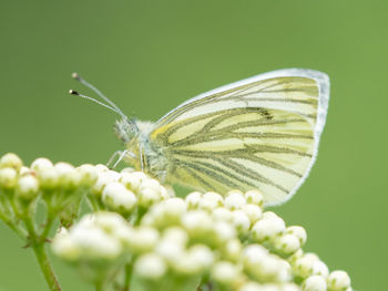 Close-up of butterfly on flower