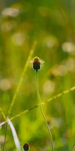 Close-up of bee pollinating flower