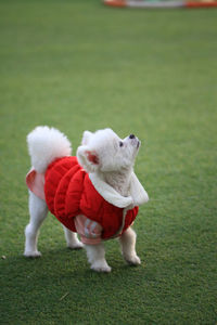 Full length of dog on field