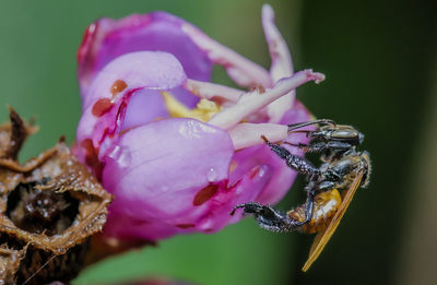 Close-up of insect on flower