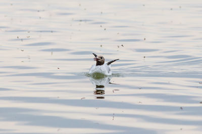 High angle view of seagull flying over lake