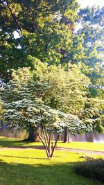 View of trees in park