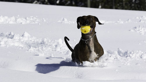 Dog on snow field