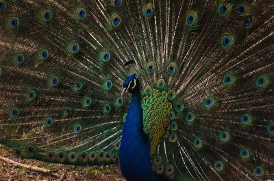 Close-up of a peacock with his wheel wide open