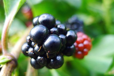 Close-up of cherries on tree