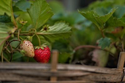 Close-up of strawberry on plant