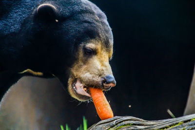 Close-up of dog eating outdoors